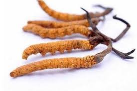 Cordyceps(DongChongXiaCao)