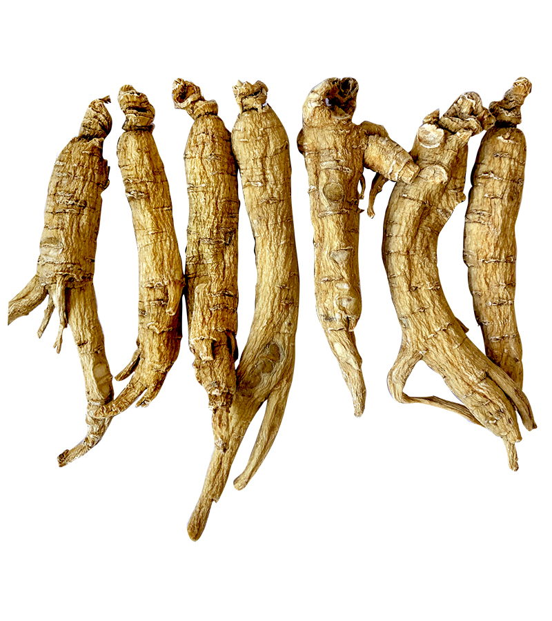 American ginseng(Medium)