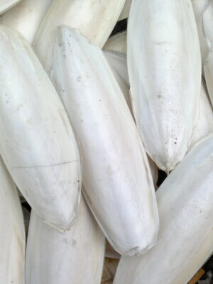 Cuttlefish Bone （HaiPiaoXiao）