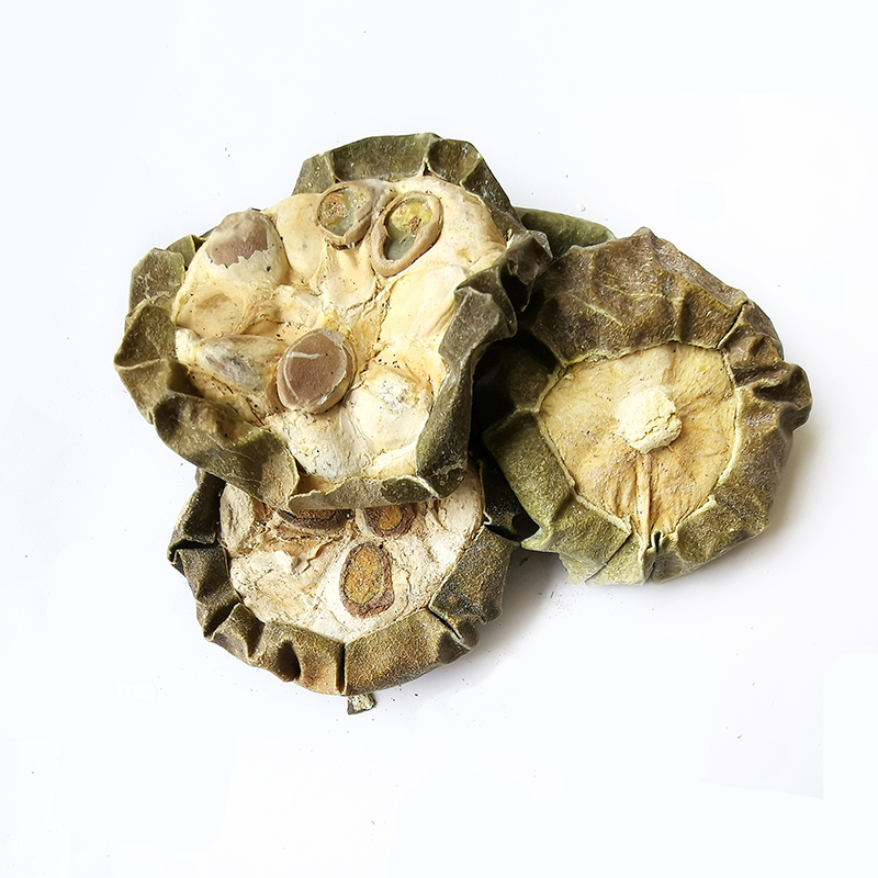 Trichosanthis （GuaLou）